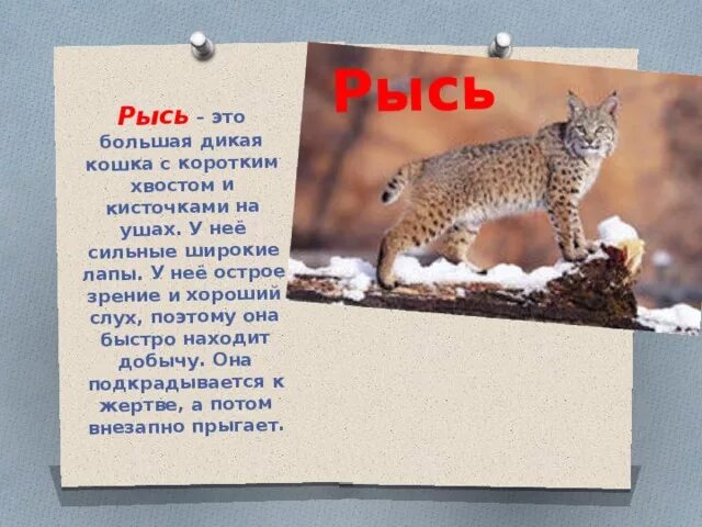 Маленький доклад про Рысь. Краткий доклад про Рысь. Сообщение об Рысе кратко. Рысь для дошкольников.