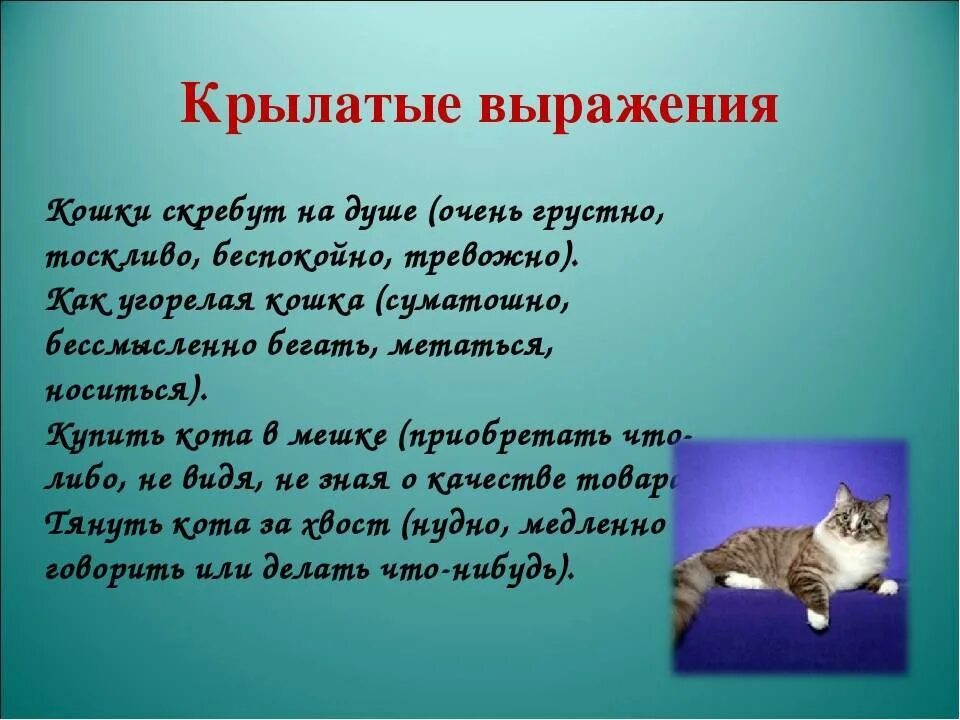 Пословицы о кошках. Поговорки о котах. Поговорки про кошек. Пословицы о котах.