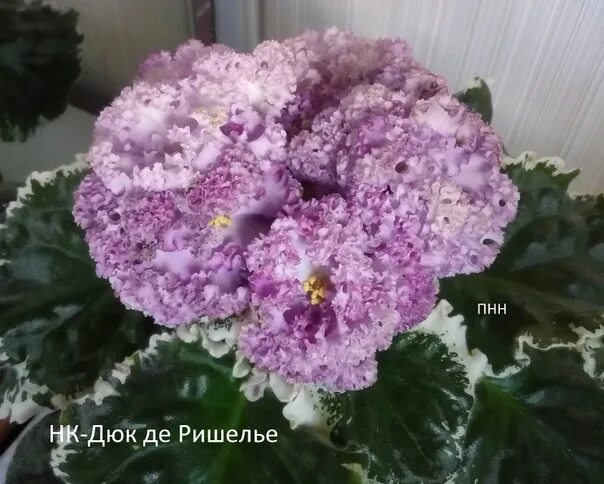 Дюк де ришелье фиалка спорт. Фиалка сорт дюк де ришелье. Нк дюк ришелье фиалка. Фиалка дюк ришелье. Нк дюк ришелье фиалка.