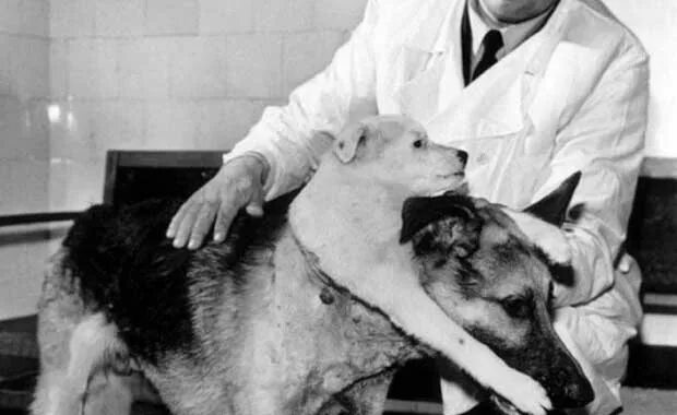 Демихов искусственное сердце. Демихов модель органа. В п демихов. Демихов модель органа. Демихов трансплантолог собаки.