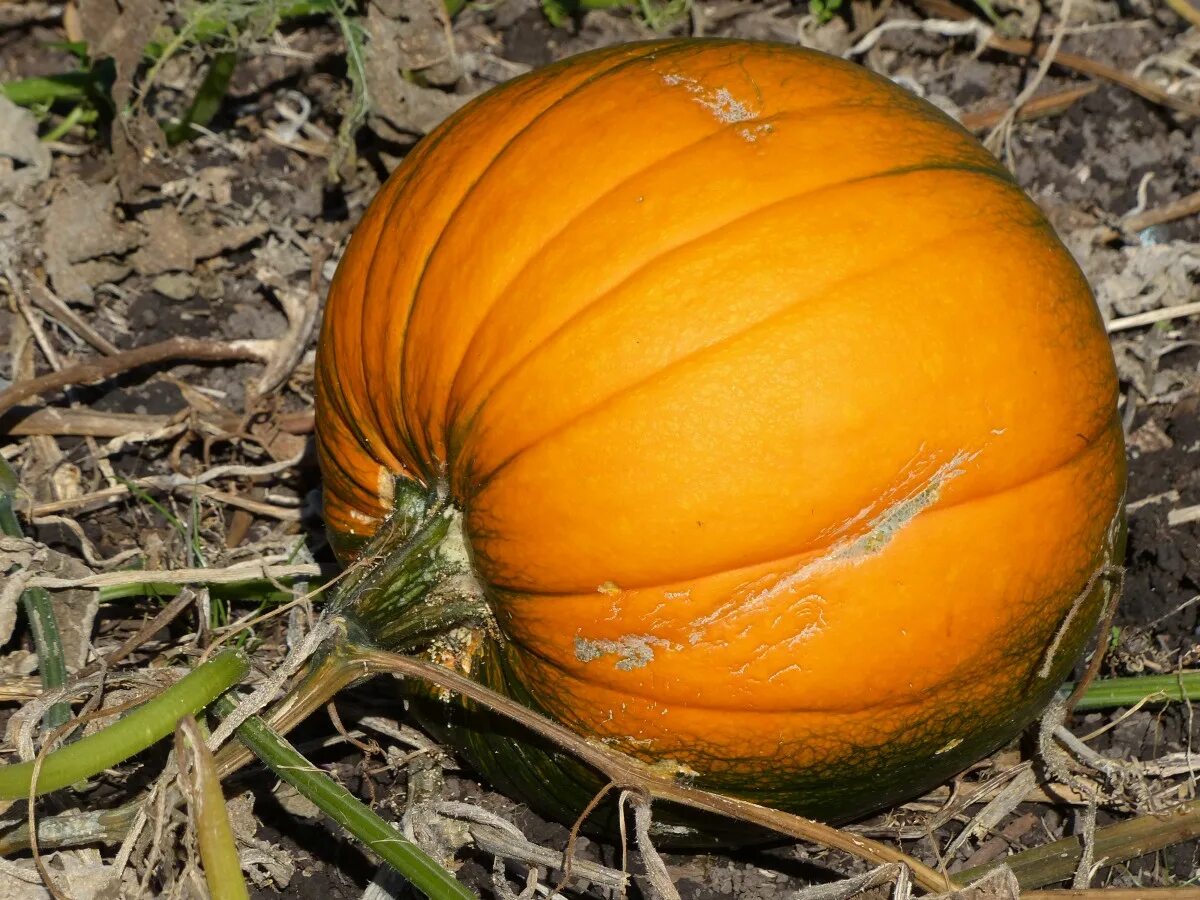 Free Images : orange, food, harvest, produce, vegetable, pumpkin, gourd, vegetab