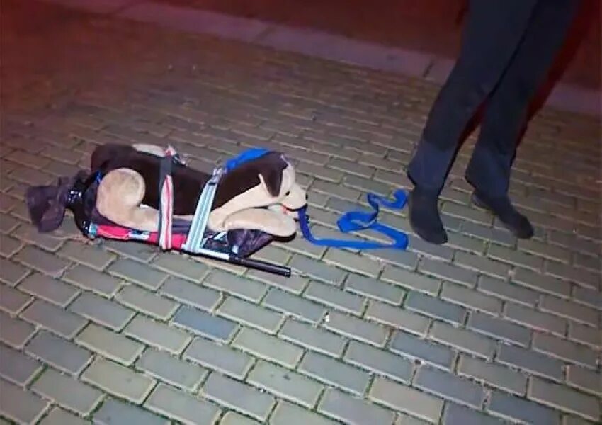 Выгул странных предметов. Люди притворяющиеся собаками. Джена паппи. Девушка притворяется собакой. Девушка которая притворяется собакой.