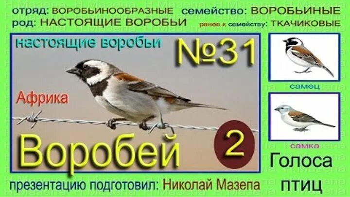 Голос воробья. Какие звуки издает Воробей. Звук воробья. Птицы издающие звуки.