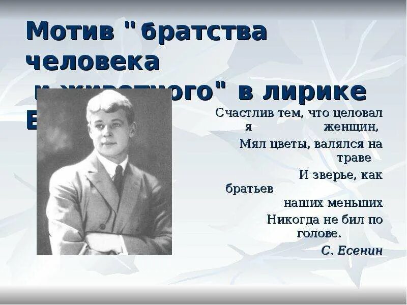 Братьев наших меньших никогда. Братьев наших меньших никогда. Братьев наших меньших никогда. Любите братьев наших меньших. Есенин и зверье как братьев наших меньших.