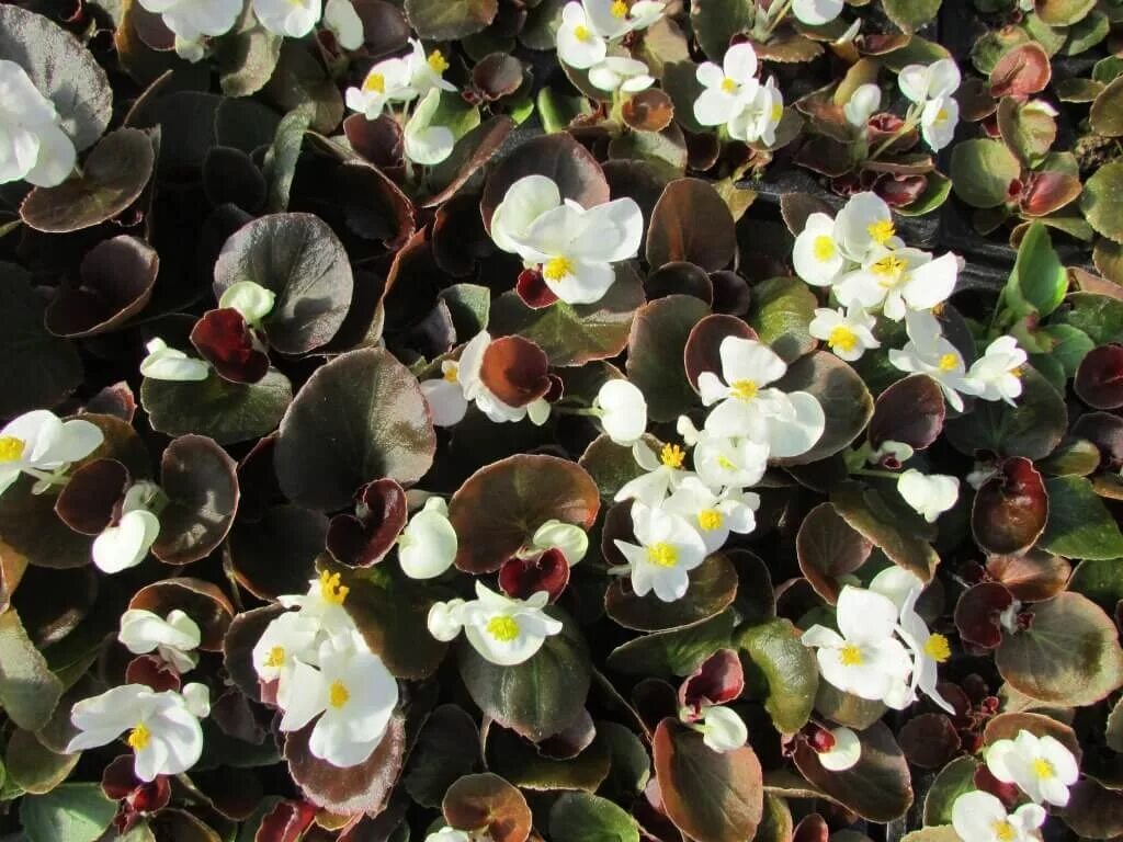 бегония вечноцветущая листья. королевская бегония вечноцветущая. бегония вечноцветущая гавана. бегония вечноцветущая (begonia semperflorens). бегония вечноцветущая (begonia semperflorens).