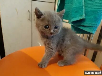 Самая дешевая кошка