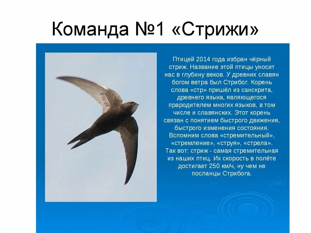 Сообщение о стрижах 4 класс литература. Доклад о птице Стриж. Доклад о Стрижах. Познавательные факты о Стрижах. Сообщение о Стрижах 4 класс.