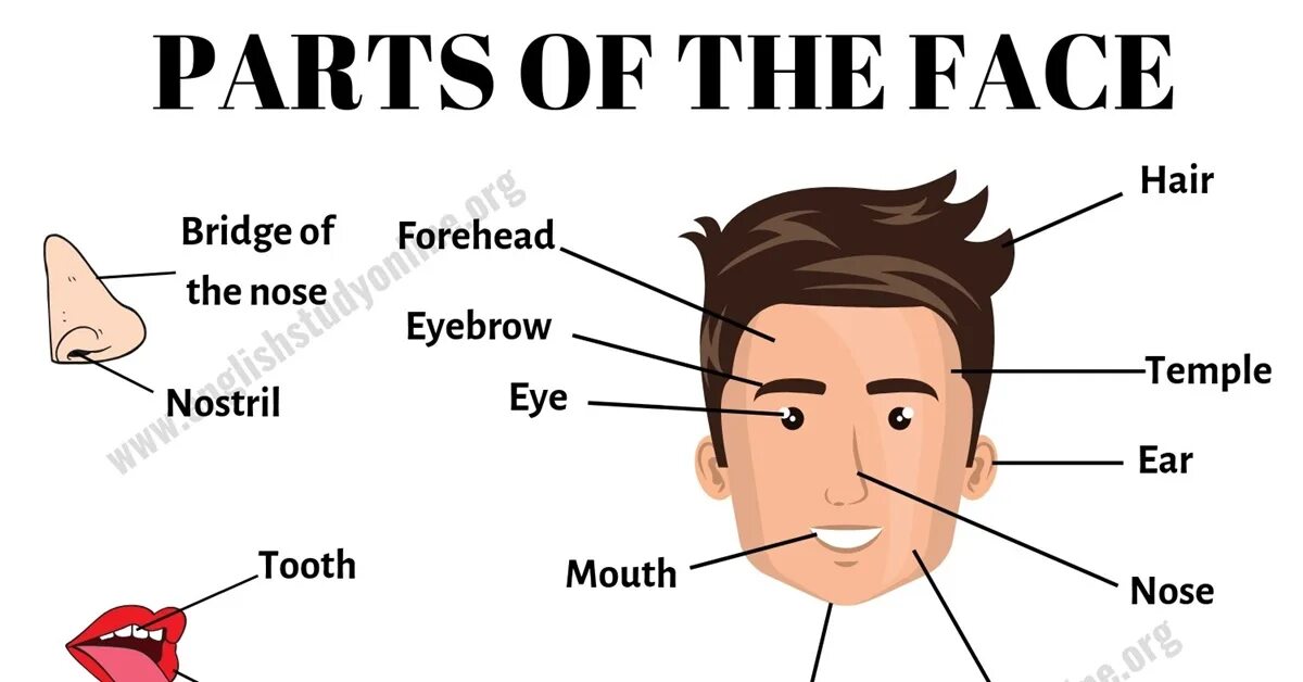 The face us 2. Face Parts in English. Face Parts Vocabulary. Face Parts for Kids. Face на английском.