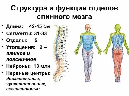 Количество сегментов шейного отдела спинного мозга