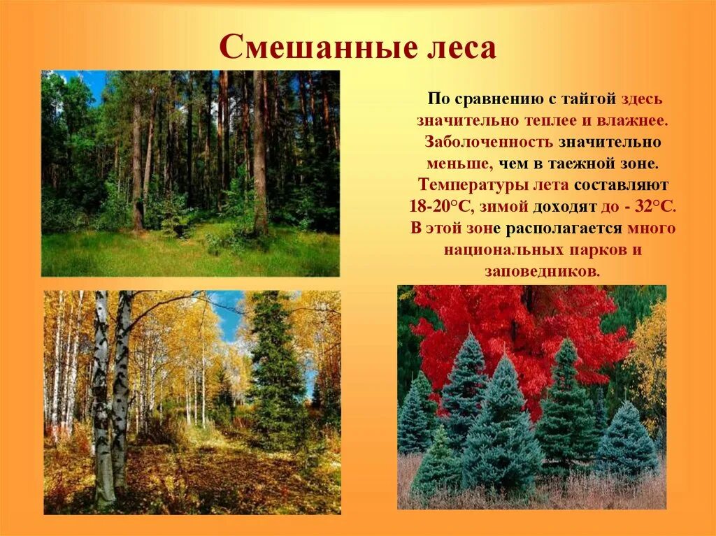 растительность хвойных лесов.