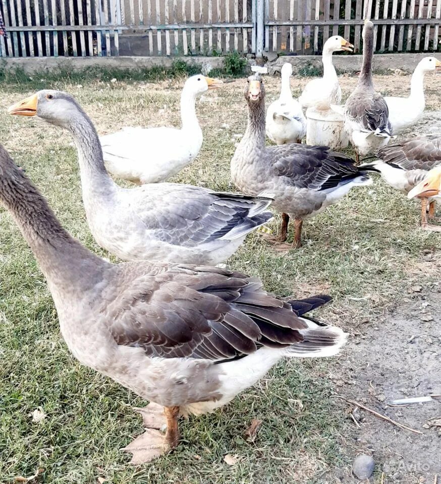 гусь недорого. гусь недорого. гусыня холмогоры. гусак гусь. гуси породы холмогоры.