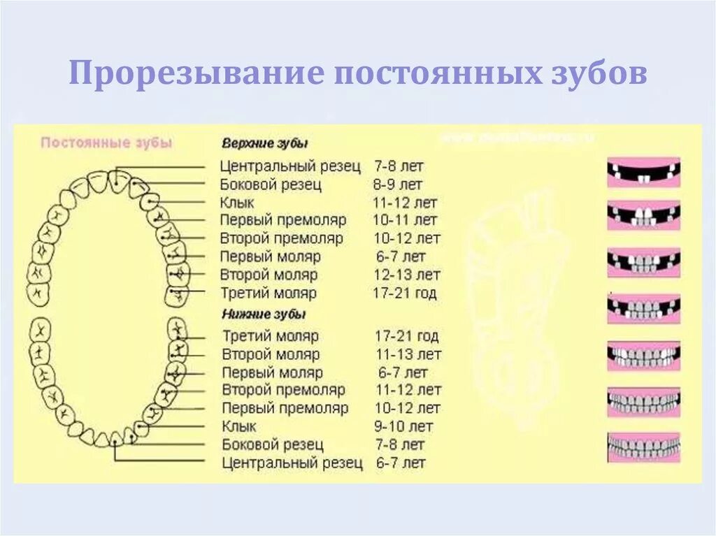 Сроки прорезывания постоянных зубов схема. Зубы у детей схема прорезывания постоянных зубов. Прорезывание зубов у детей схема сроки. Схема первых зубов у младенцев. Во сколько у детей начинают резаться зубы