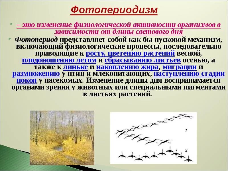 Какова связь между сезонными изменениями и ростом. Фотопериодизм у растений. Фотопериодизм примеры. Фотопериодизм у растений и животных. Фотопериодизм у животных.