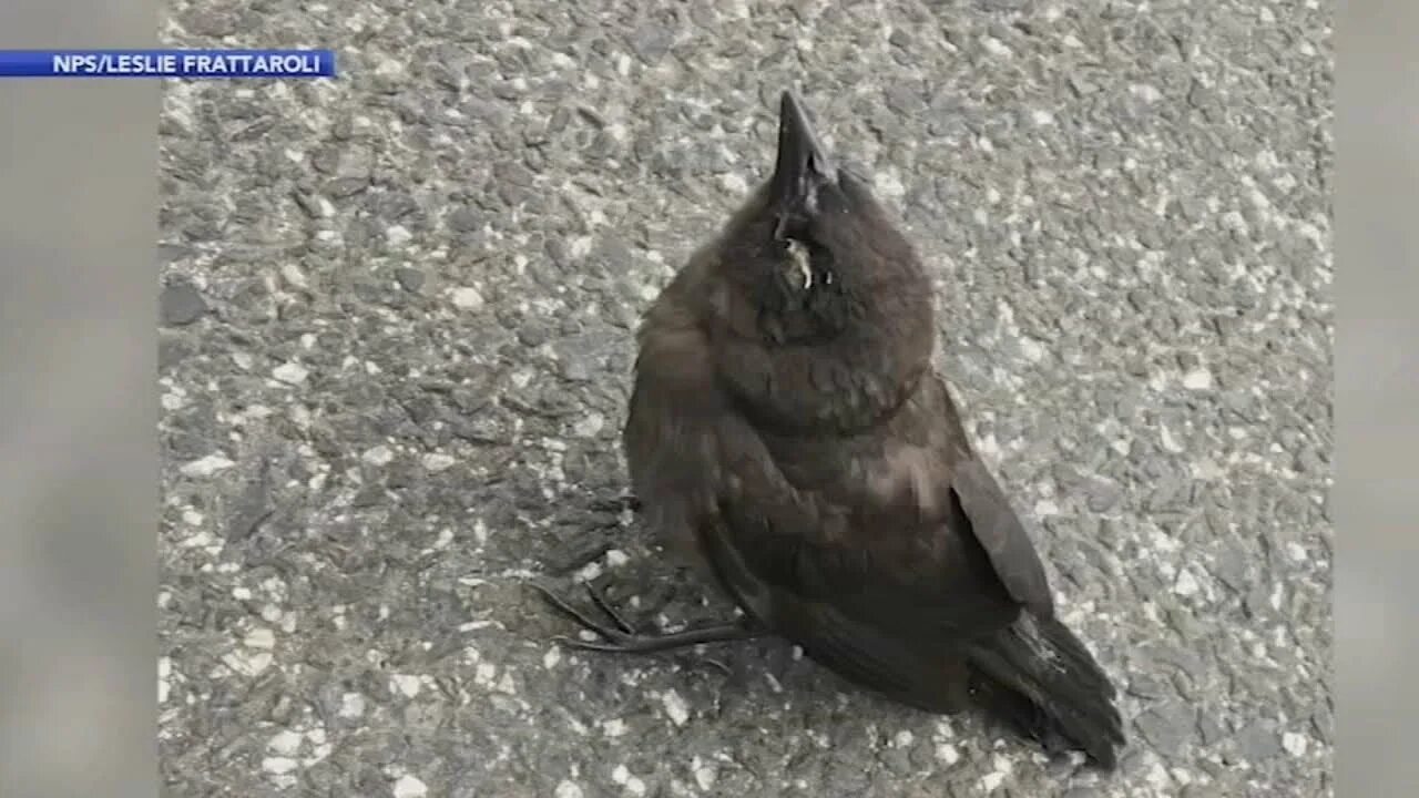 Увидеть мертвую птицу