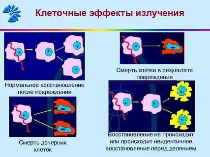 Излучение живой клетки
