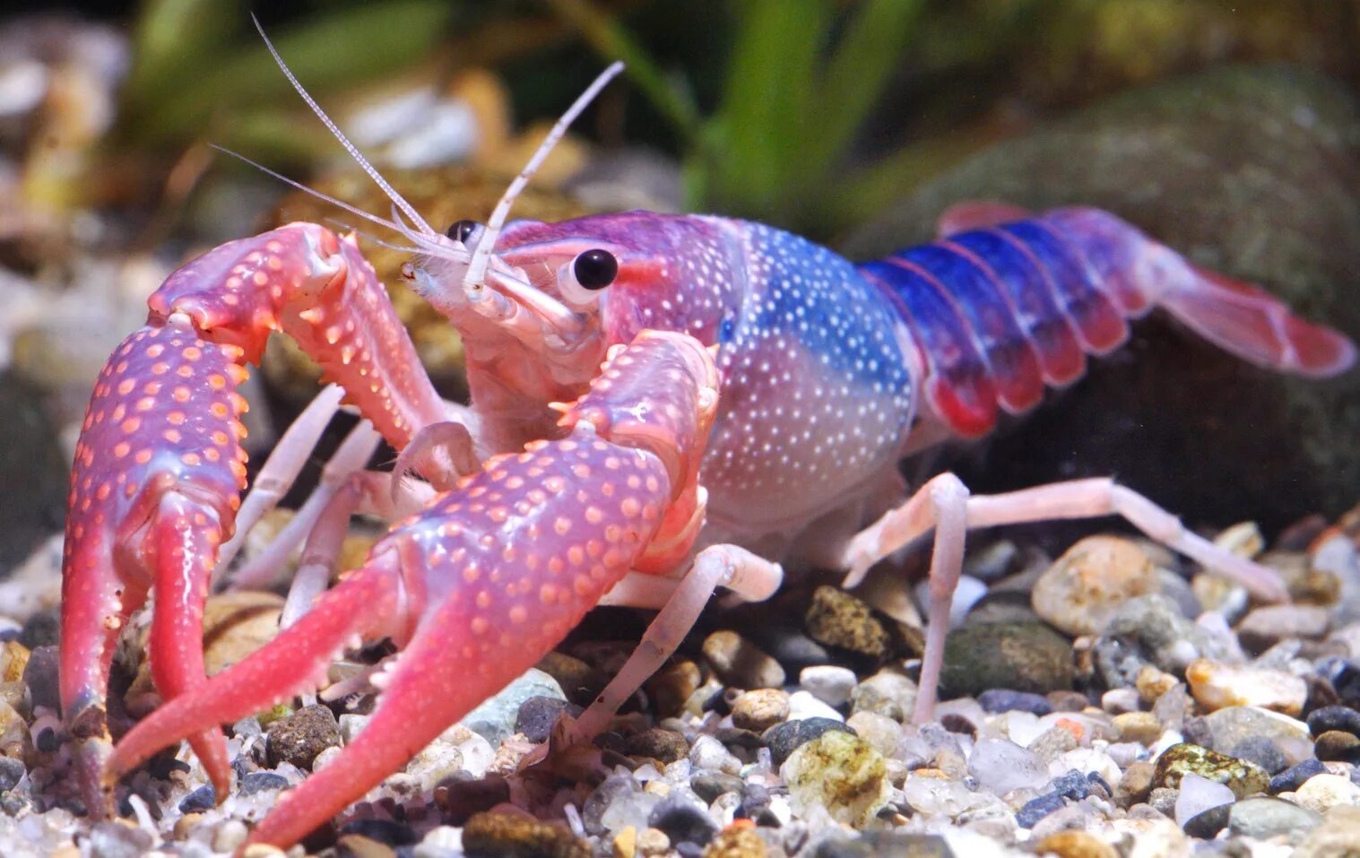 Сколько живут омары. Флоридский лангуст. Красный Флоридский краб. Procambarus clarkii. Флоридский Омар.