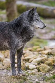 Wolf standing