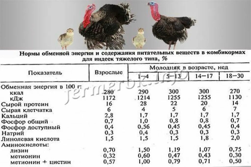 Индейка собаке можно ли давать. Схема кормления бройлерных индюшат. Схема кормления индюков комбикормом. Таблица кормления бройлеров индюков. Нормы кормления бройлерных индюков.