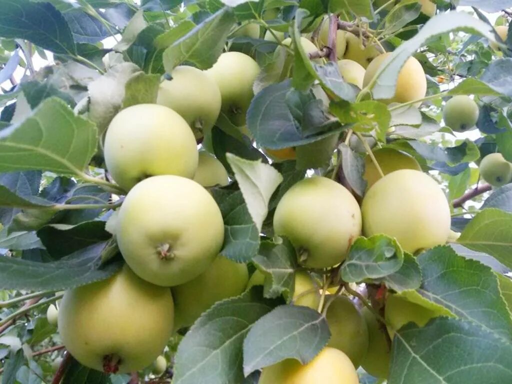 Сорта яблонь для урала