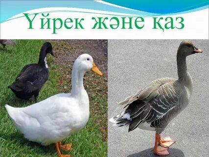 Порно бейнекамераны қараңыз