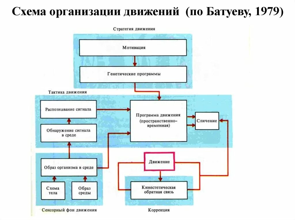 Схема организации движения. Организация произвольных движений. Схема Организования движения\. Функциональная организация произвольного движения.