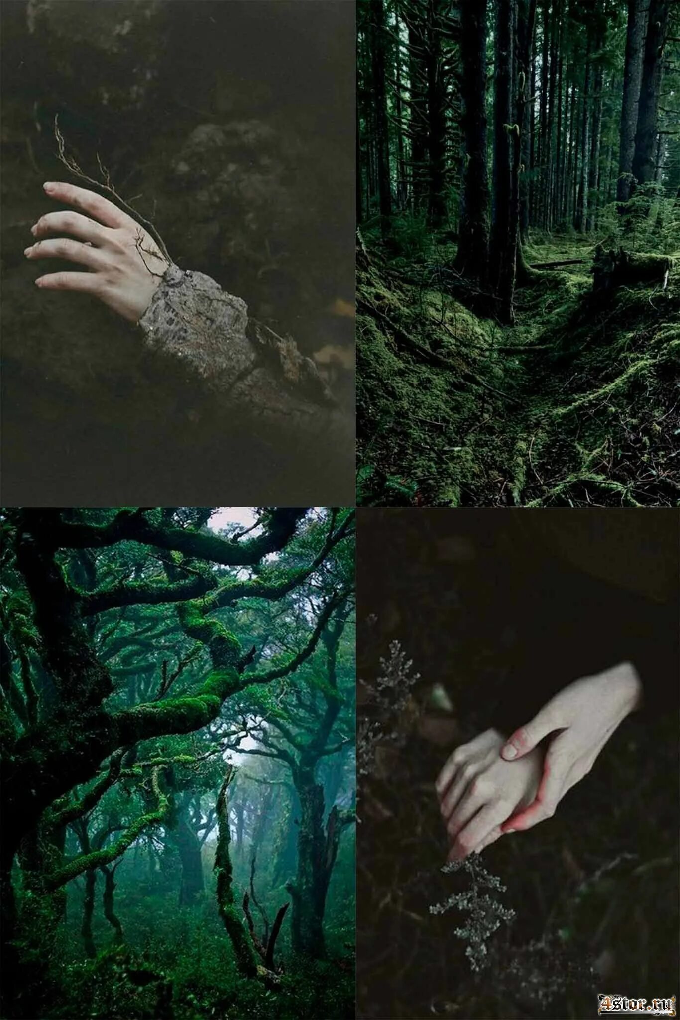 Песнь о лесах. Песня про лес. Лес ханты-мансийск. Стихотворение в прифронтовом лесу. Текст песни добрый лес.