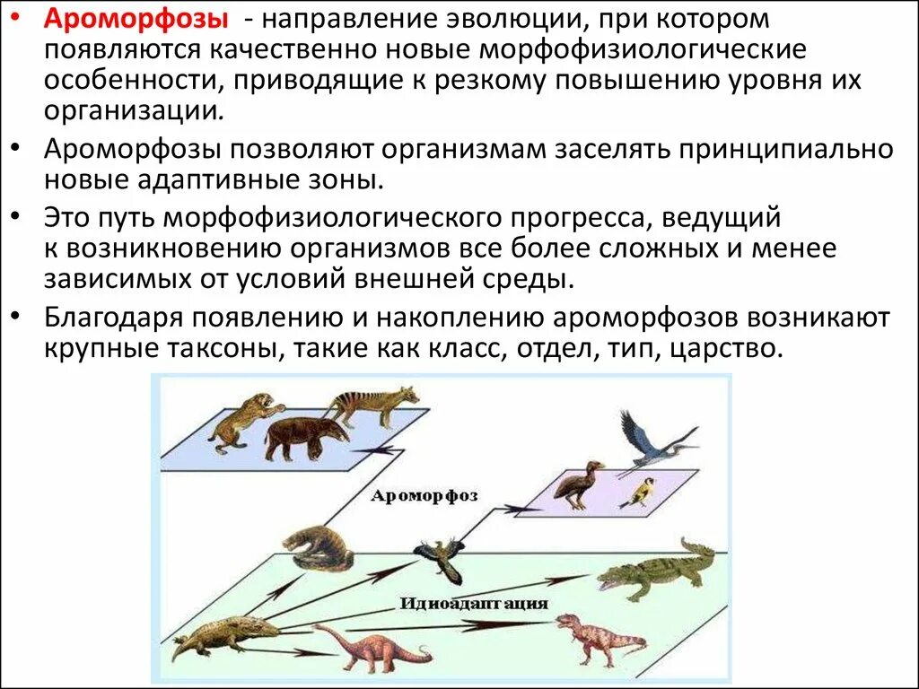 Направления эволюции таблица биология. Ароморфозы эволюционные изменения. Ароморфозы в эволюции. Ароморфоз и алломорфоз. Направления эволюции приспособления.