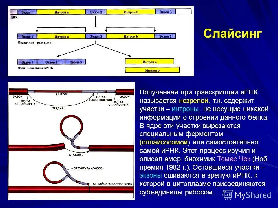 Рнк блокирует. Биосинтез белка Экзон Интрон. Интроны сплайсинг. Экзоны и интроны. Экзоны и интроны РНК.