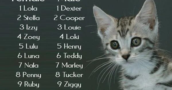 Красивые имена для кошечек. Имена для кошек девочек. Девчачьи имена для кошек. Имя для кота.