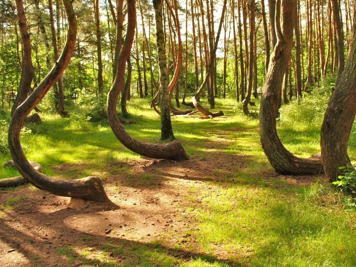 Тиса самшинская роща. Ставский лес энгельс. Клязьма сосновый бор. Широколиственный лес деревья. Заповедники в иллинойс.