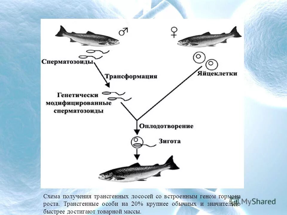 При расшифровке генома лосося было установлено. Схема получения трансгенных. Генетически измененный лосось. Трансгенный лосось. Трансгенные лососи.