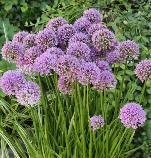 Allium 'Christophii'