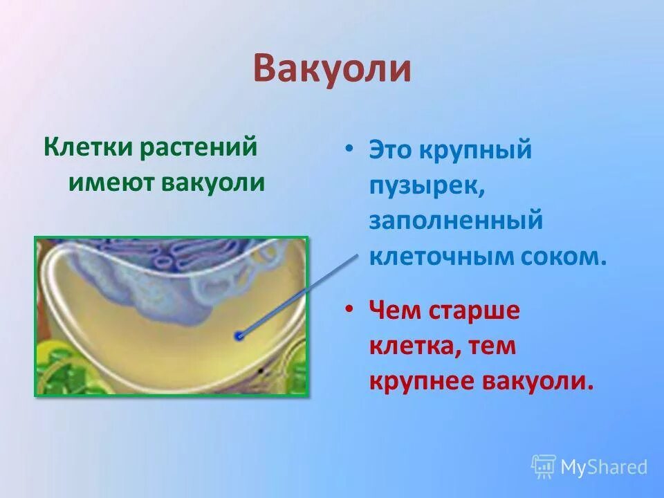 Наличие вакуолей растительная клетка. Вакуоли с клеточным соком. Вакуоли с клеточным соком растительной клетки. Вакуоли в растительной клетке заполнены. Вакуоли в клетках растений.