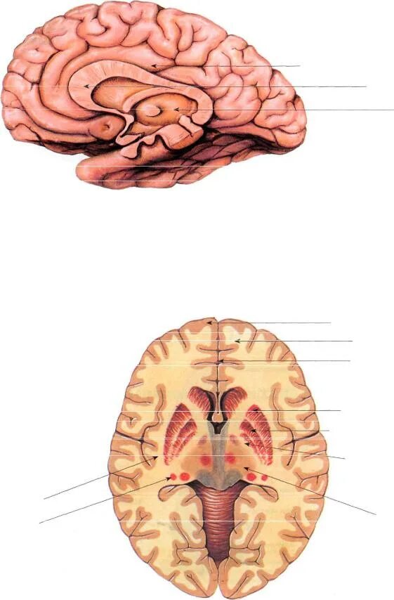 Внутренние части мозга. Головной мозг анатомия. Анатомия структур головного мозга. Отделы головного мозга внутреннее строение. Внешнее строение головного мозга анатомия.