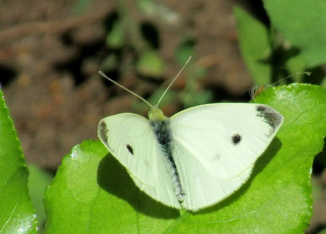 Бабочка Белянка Брюквенница. Белянка брюквенная. Pieris napi (Linnaeus, 1758) – Белянка брюквенная.. Капустная Белянка. Капустная белянка описание