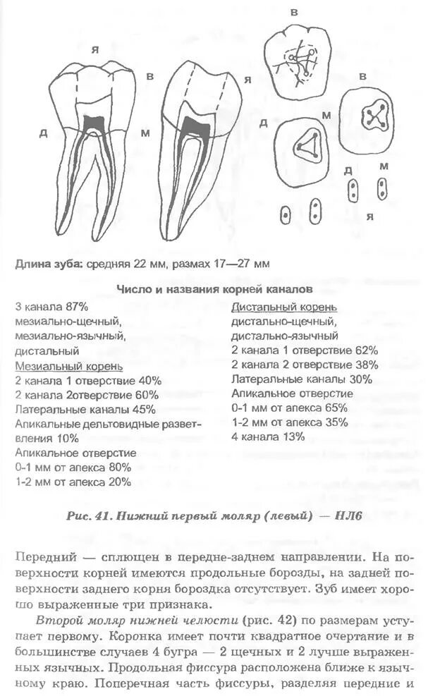 Моляр нижней челюсти моделирование. Название корневых каналов моляров нижней челюсти. 1 Моляр нижней челюсти анатомия. Назовите корневые каналы нижних моляров:. Каналы верхней 6