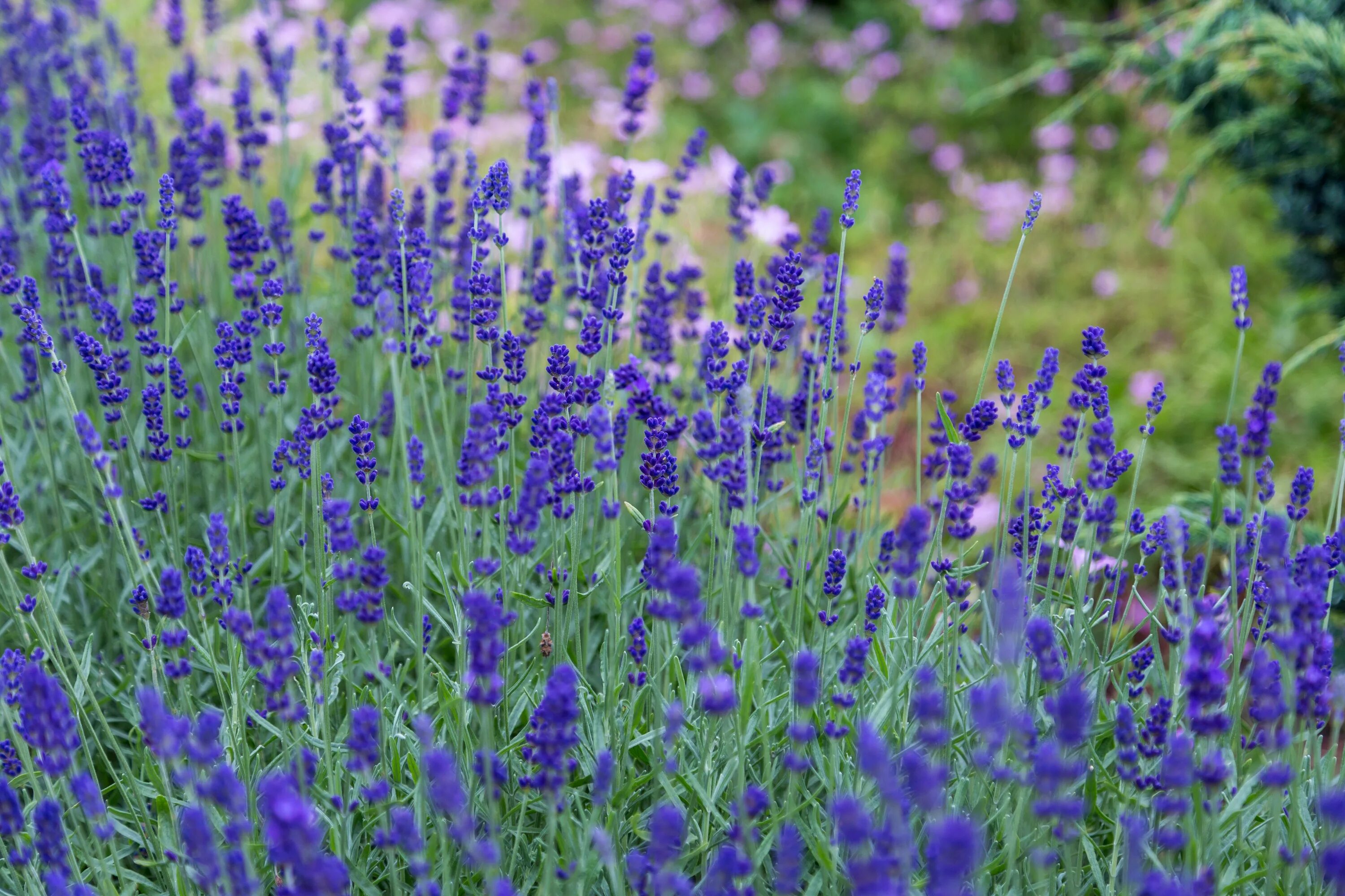 Лаванда перистая. Lavandula officinalis. Лаванда узколистная прованс. Цветы "лаванда горная". Лаванда узколистная гавана.