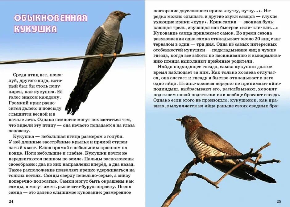 Правда ли что кукушки. Правда ли что кукушки. Глухая кукушка. Сообщение о кукушке кратко. Кукушка самец птица.