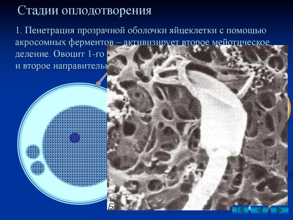 Оплодотворение только при наличии воды. Этапы оплодотворения. Пенетрация оплодотворение. 2 Фаза оплодотворения. Пенетрация яйцеклетки.