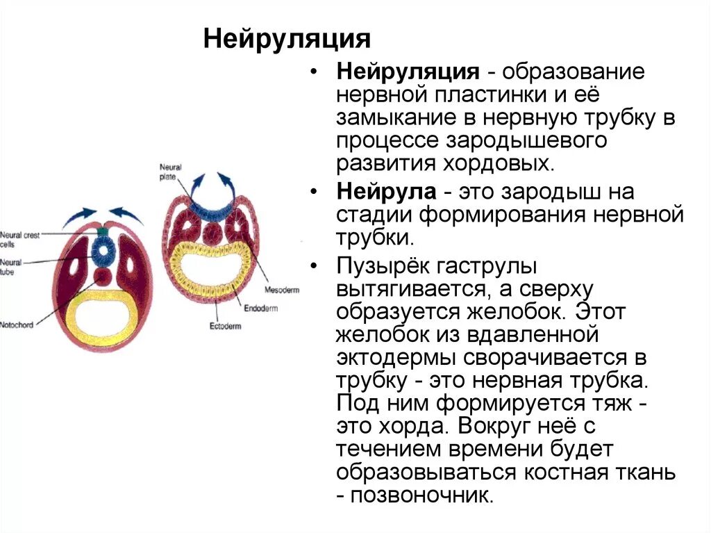 Образование нервной трубки. Нейрула образование нервной трубки. Нейрула характеристика процесса. Этапы процесса нейруляции. Нейруляция (механизмы, строение зародыша)..