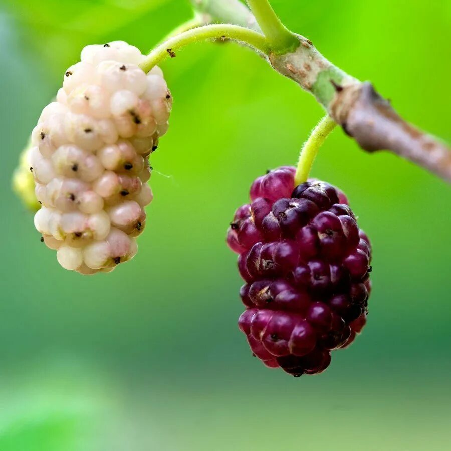 Как называется шелковица. Шелковица морус альба. mulberry шелковица. шелковица тутовник тютина. шелковица хартут.