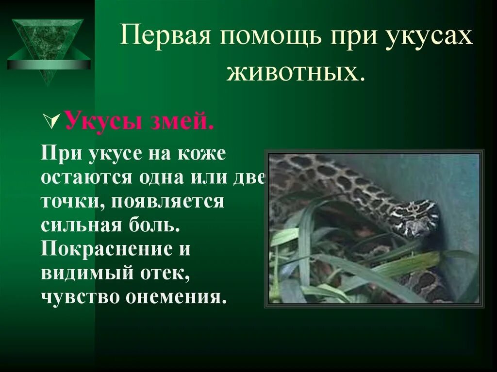 Помощь при укусе змеи и насекомых. Оказание помощи при укусах насекомых змей животных. Первая помощь при укусах змей. Алгоритм оказания первой медицинской помощи при укусе змеи. Оказание 1 помощи при укусах насекомых и змей.