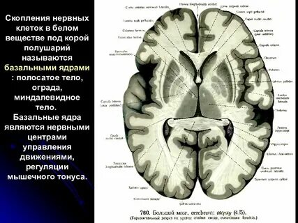 Серое вещество базальные ядра