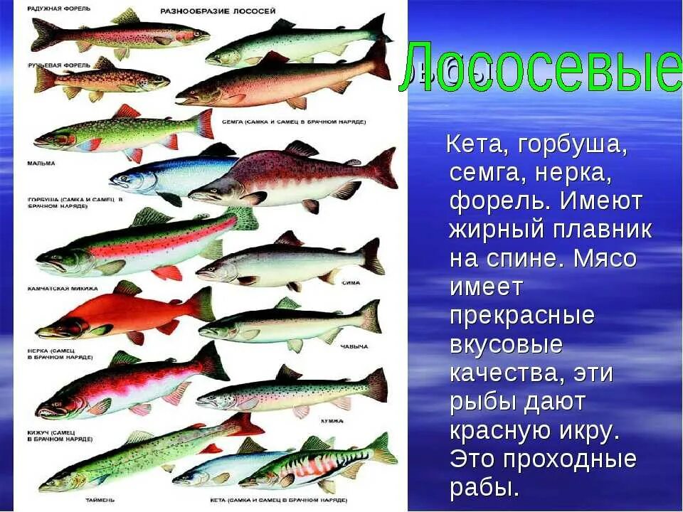 Польза и вред лососевых рыб. Описание отряда Лососеобразные. Форель сёмга чавыча отличить. Отличия кумжа форель семга лосось. Форель горбуша лосось различие.