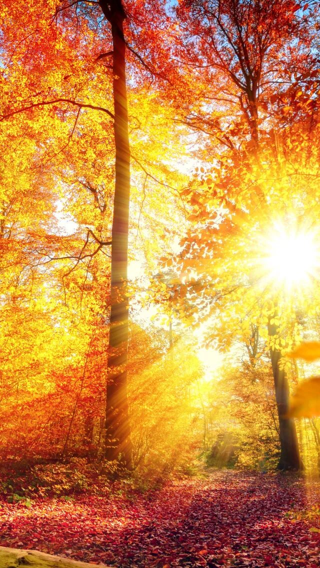 Солнечная осень. Осеннее солнце. Осенний лес солнце. Солнечный осенний день. Золотые лучи стихи
