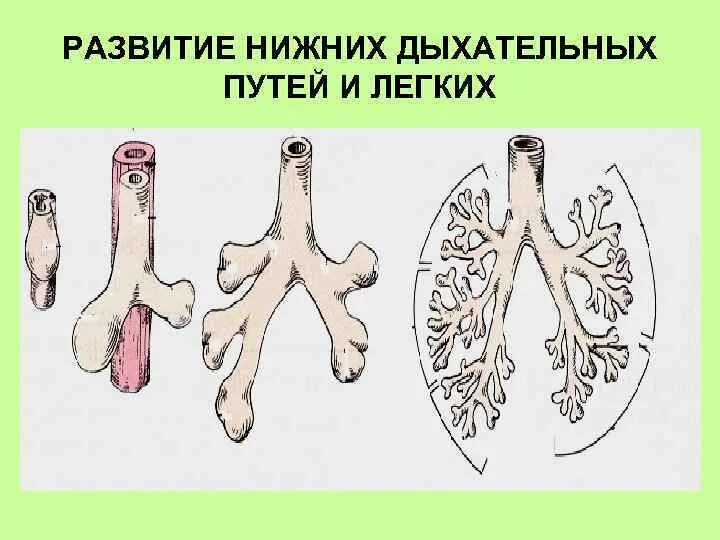 Стадии развития легких. Развитие лёгких. Этапы развития легких. Периоды развития легких. Стадии развития органов дыхания.