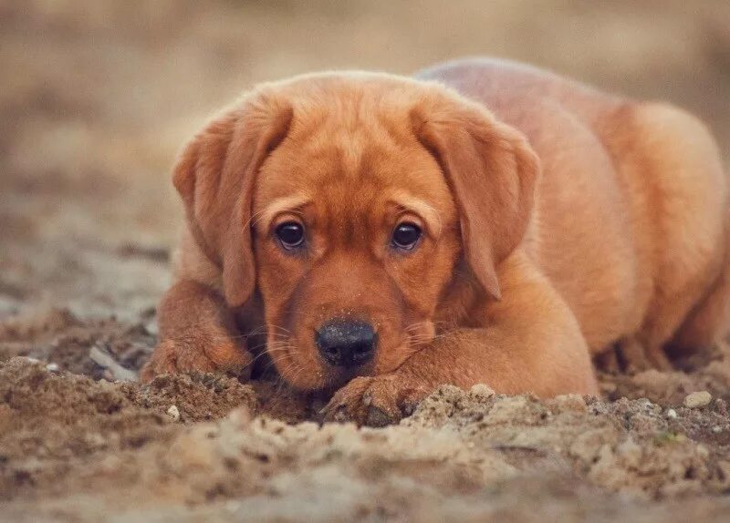 Щенок ест землю. Собака ест песок. Суглинка собака.