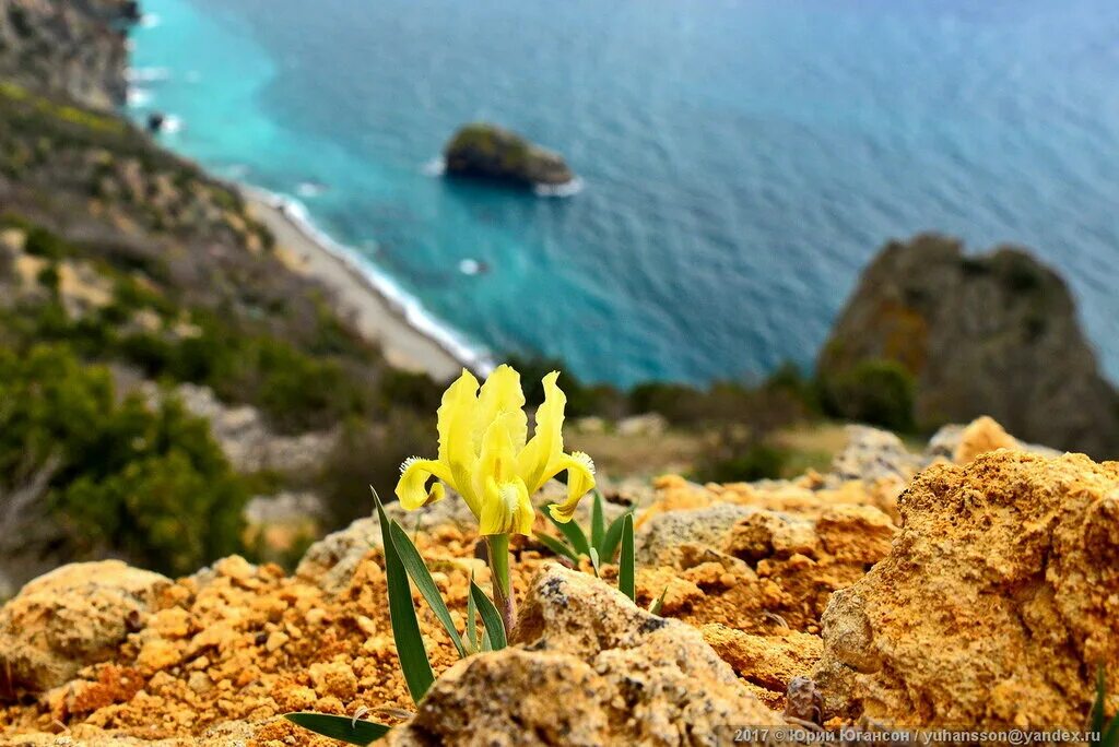 растительный мир горного крыма крыма. фото крымских растений. растительность крымских гор яйла. цветение крымской яйлы. фото крымских растений.