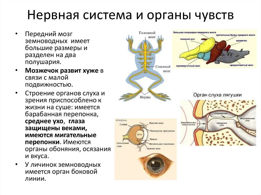 Тест нервная система органы чувств. Органы чувств земноводных. Нервная система и органы чувств. Нервная система земноводных. Строение нервной системы амфибий.