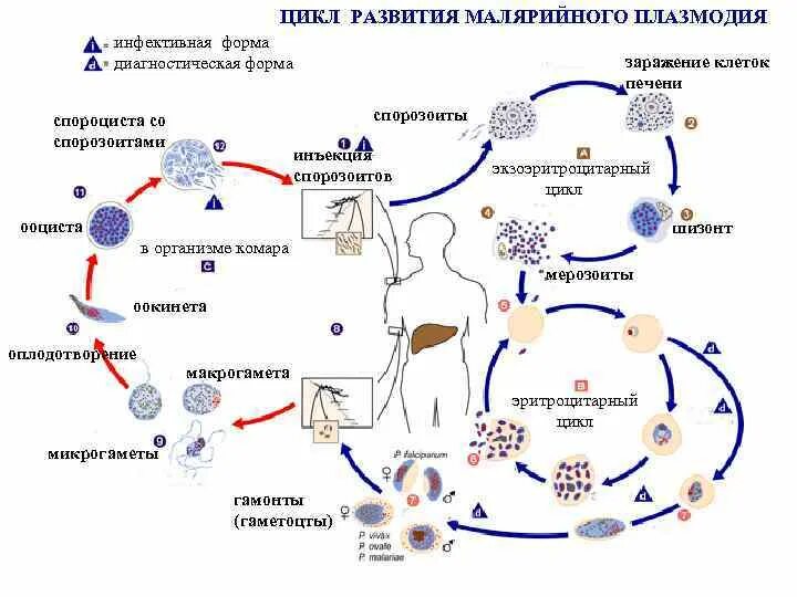Цикл развития малярийного плазмодия. Цикл развития малярийного плазмоида. Цикл развития малярии схема. Малярия цикл развития плазмодия.